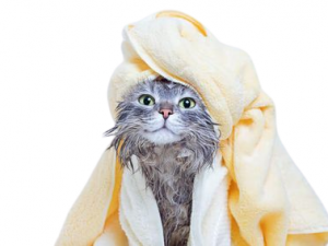هل من الضروري غسل القطط؟