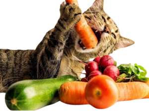 ماذا تأكل القطط الصغيرة من الخضروات؟