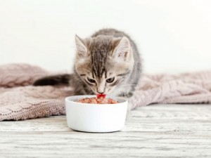 متى تأكل القطط الصغيرة من طعام البيت؟