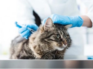 كم مرة يجب تطعيم القطط؟