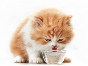 ماذا تشرب القطط الصغيره؟