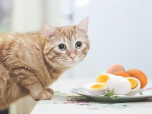كم مره اعطي القط فيتامين؟