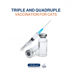 التطعيم (الثلاثي والرباعي) للقطط 